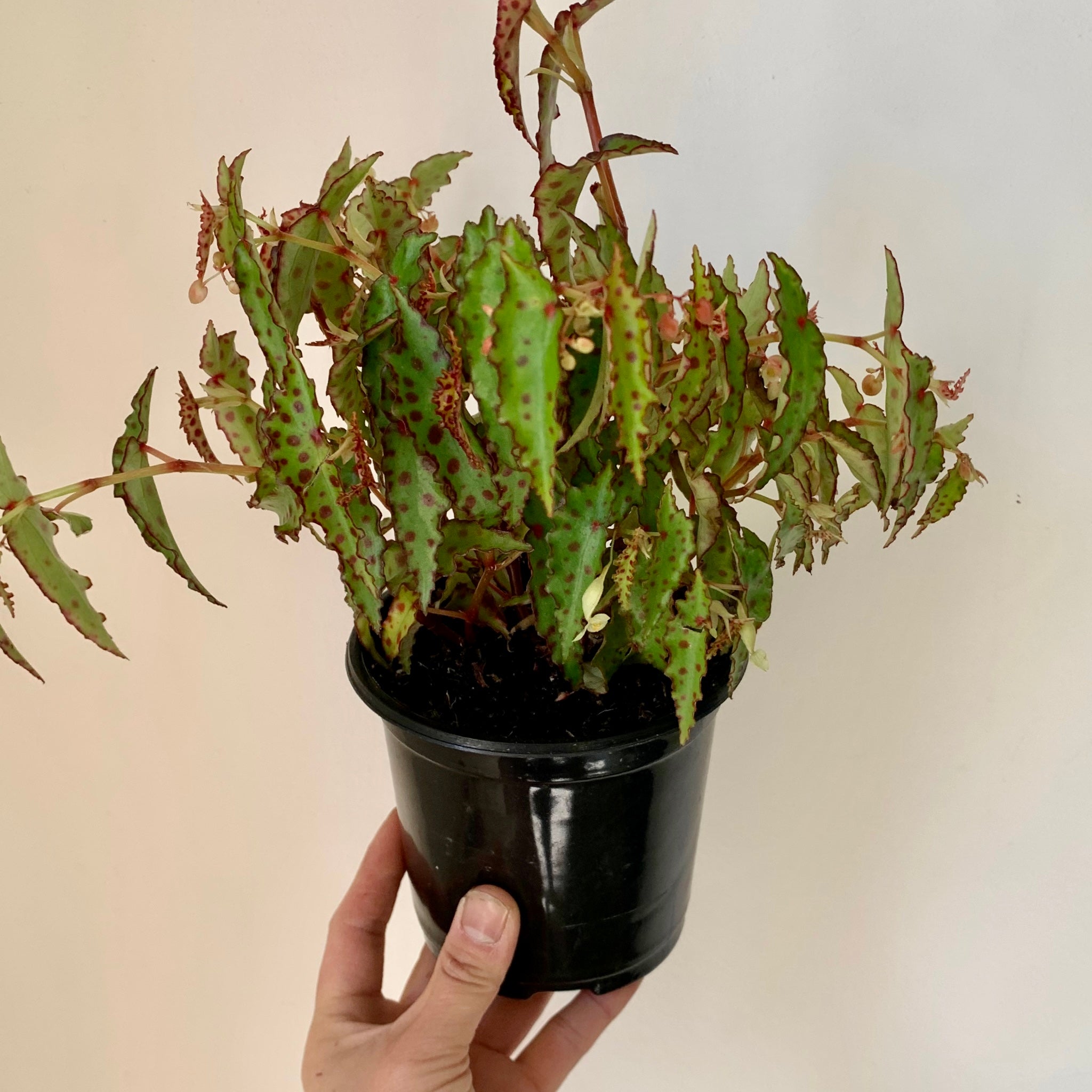 Begonia Amphioxus  4” pot