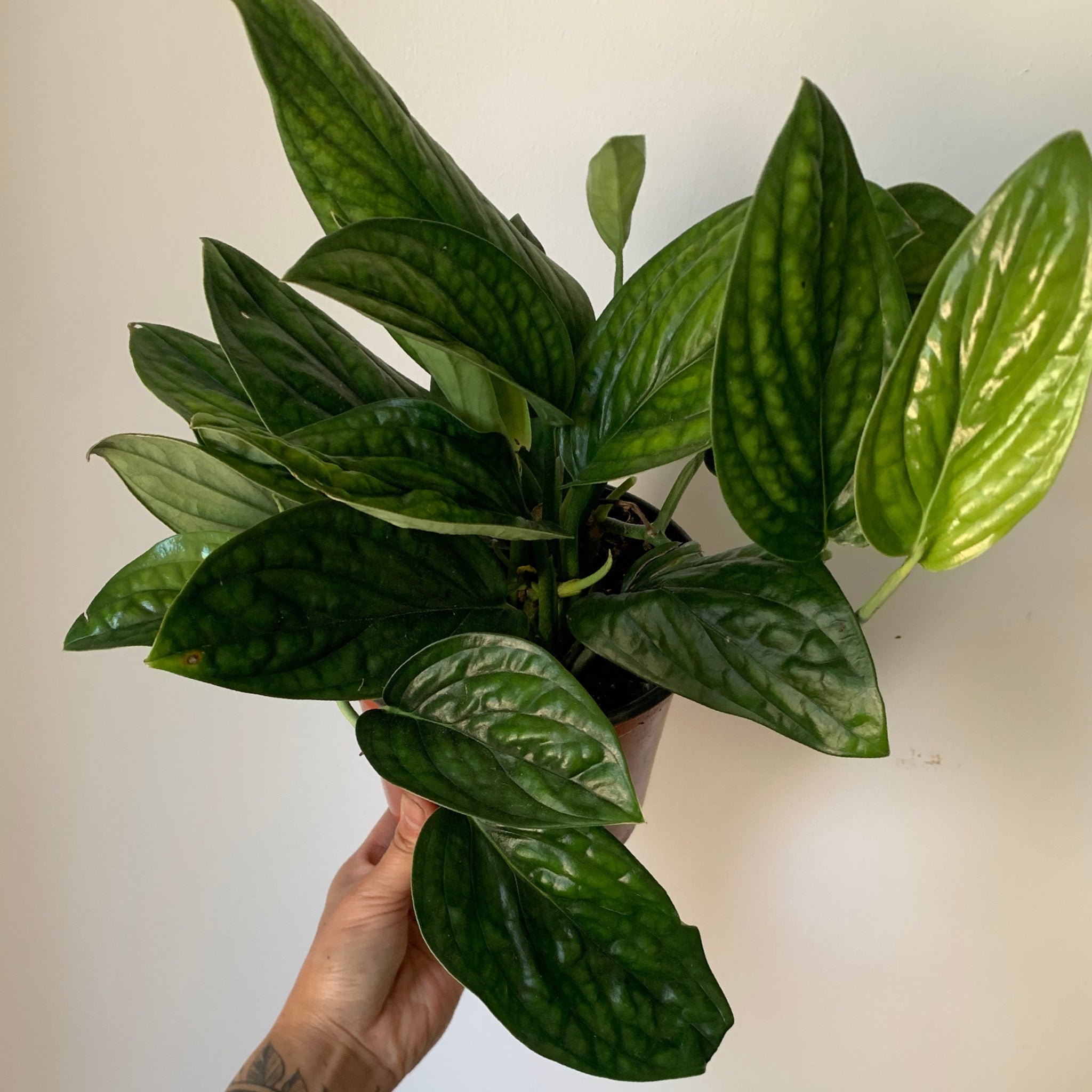 Monstera Peru ( Karstenianum)6” pot