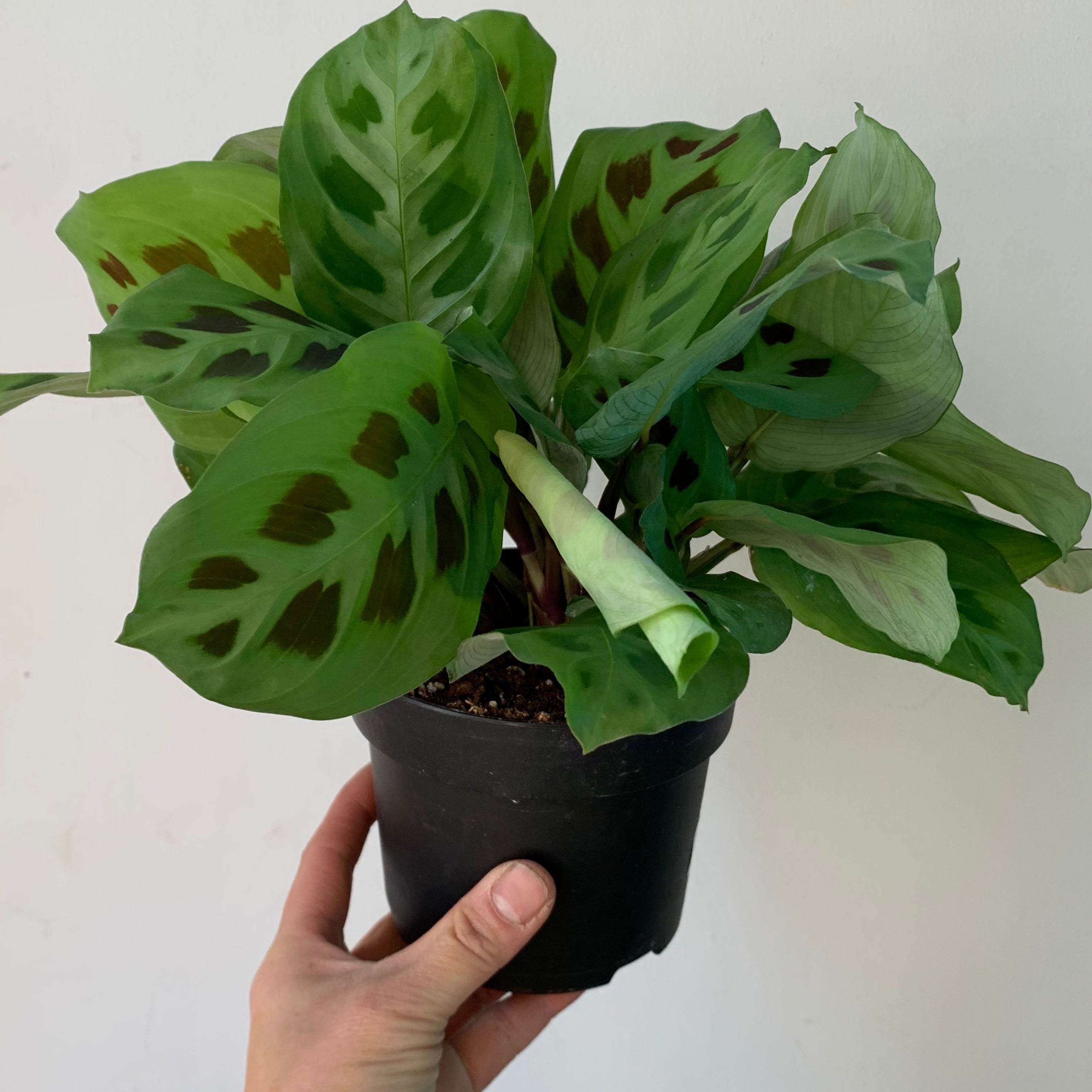 Rabbit’s Foot Prayer Plant (Maranta leuconeura kerchoveana)5”pot