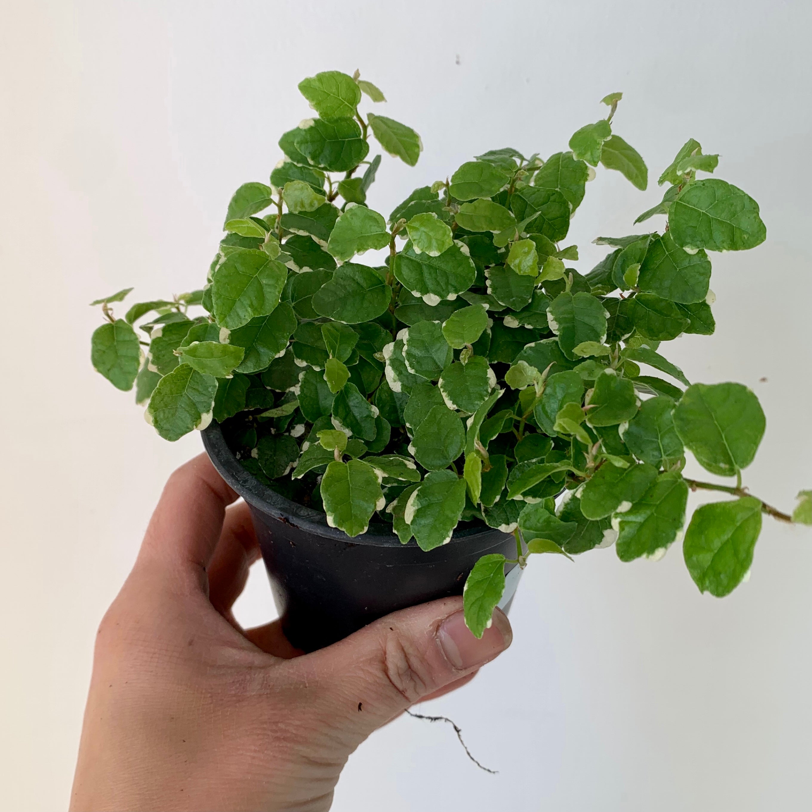 Variegated Creeping Fig  (Ficus pumila) 3.5"pot
